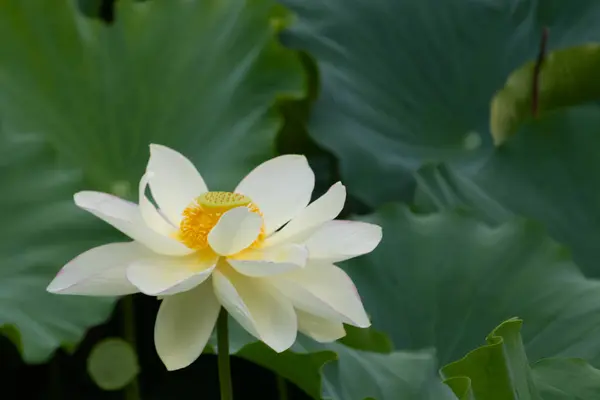 Bu, Hint Lotus bitkisinin güzel çiçeği. Güneşi yakalamak için uzanan güzel beyaz yapraklar. Parlak sarı merkez bir bardak gibi dışarı sarkıyor..