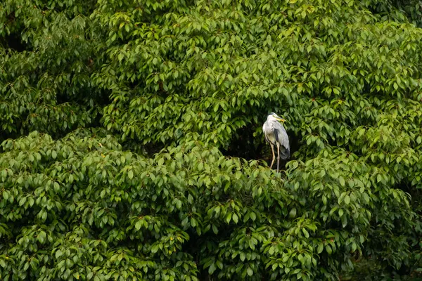 Büyük mavi balıkçıl bu ağacın dallarından dışarı bakıyor. Bu yırtıcının etrafında yeşil yapraklar var ve balıklara dikkat ediyor. Uzun gagası kepçelemek için yapılmış. Ayaklıklar suyun içinde durmak için..