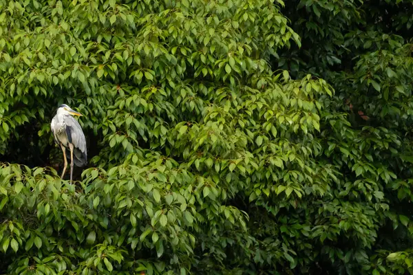 Büyük mavi balıkçıl bu ağacın dallarından dışarı bakıyor. Bu yırtıcının etrafında yeşil yapraklar var ve balıklara dikkat ediyor. Uzun gagası kepçelemek için yapılmış. Ayaklıklar suyun içinde durmak için..