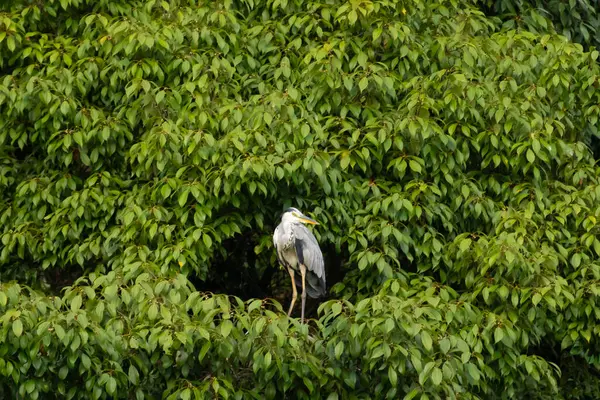 Büyük mavi balıkçıl bu ağacın dallarından dışarı bakıyor. Bu yırtıcının etrafında yeşil yapraklar var ve balıklara dikkat ediyor. Uzun gagası kepçelemek için yapılmış. Ayaklıklar suyun içinde durmak için..