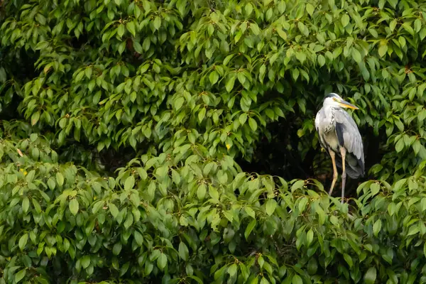 Büyük mavi balıkçıl bu ağacın dallarından dışarı bakıyor. Bu yırtıcının etrafında yeşil yapraklar var ve balıklara dikkat ediyor. Uzun gagası kepçelemek için yapılmış. Ayaklıklar suyun içinde durmak için..