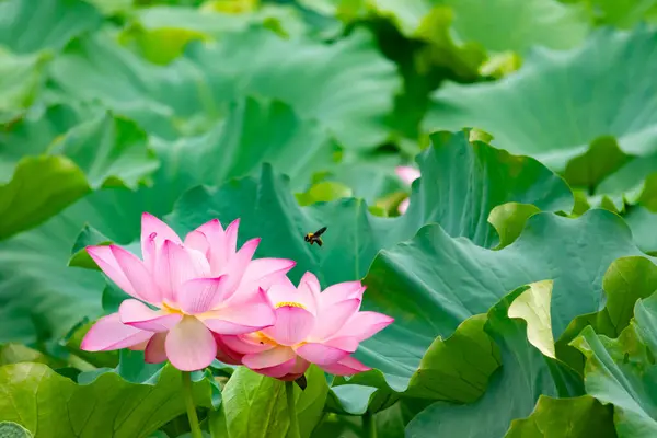 Güzel Hint lotusu çiçeği. Yapraklar pembenin tonlarıyla çok güzel görünüyor. Sarı merkez hemen görülebilir. Büyük yeşil yapraklar her yerde. Küçük bir arı uçarken görülebilir.