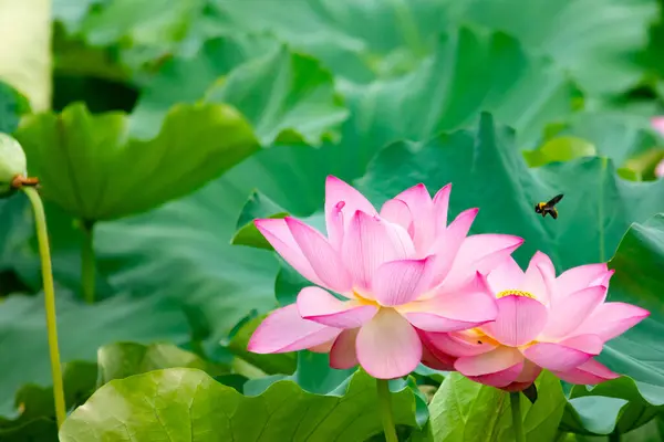 Güzel Hint lotusu çiçeği. Yapraklar pembenin tonlarıyla çok güzel görünüyor. Sarı merkez hemen görülebilir. Büyük yeşil yapraklar her yerde. Küçük bir arı uçarken görülebilir.