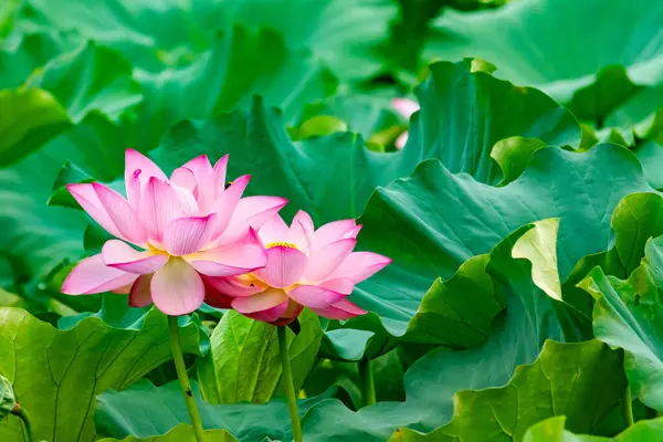 Güzel Hint lotusu çiçeği. Yapraklar pembenin tonlarıyla çok güzel görünüyor. Sarı merkez hemen görülebilir. Büyük yeşil yapraklar her yerde. Küçük bir arı uçarken görülebilir.