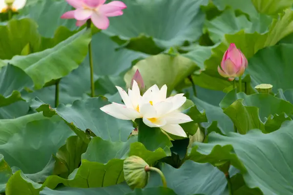 Bu, Hint Lotus bitkisinin güzel çiçeği. Güneşi yakalamak için uzanan güzel beyaz yapraklar. Göze çarpan parlak sarı merkez. Parlak yeşil yapraklar her yerde..