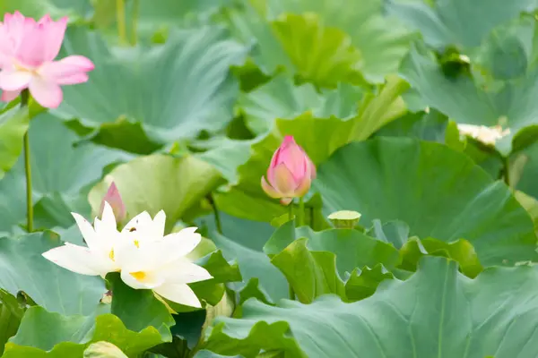 Bu, Hint Lotus bitkisinin güzel çiçeği. Güneşi yakalamak için uzanan güzel beyaz yapraklar. Göze çarpan parlak sarı merkez. Parlak yeşil yapraklar her yerde..
