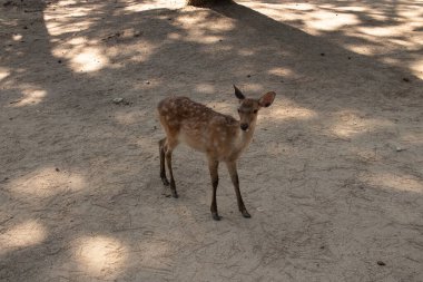 Kahverengi paltolarında küçük beyaz lekeler olan güzel bir geyik yavrusu. Bu küçük geyik, fotoğraf çekildiğinde Nara Park 'ta görülmüş ve turistler tarafından verilen bisküvilerin dağıtımına bakmış..