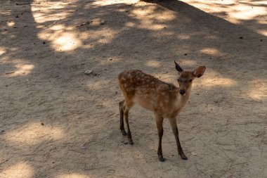 Kahverengi paltolarında küçük beyaz lekeler olan güzel bir geyik yavrusu. Bu küçük geyik, fotoğraf çekildiğinde Nara Park 'ta görülmüş ve turistler tarafından verilen bisküvilerin dağıtımına bakmış..