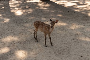 Kahverengi paltolarında küçük beyaz lekeler olan güzel bir geyik yavrusu. Bu küçük geyik, fotoğraf çekildiğinde Nara Park 'ta görülmüş ve turistler tarafından verilen bisküvilerin dağıtımına bakmış..