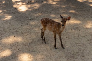 Kahverengi paltolarında küçük beyaz lekeler olan güzel bir geyik yavrusu. Bu küçük geyik, fotoğraf çekildiğinde Nara Park 'ta görülmüş ve turistler tarafından verilen bisküvilerin dağıtımına bakmış..
