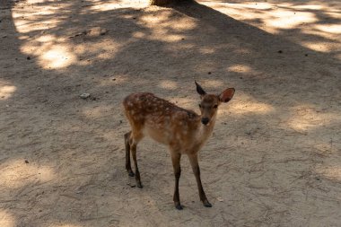 Kahverengi paltolarında küçük beyaz lekeler olan güzel bir geyik yavrusu. Bu küçük geyik, fotoğraf çekildiğinde Nara Park 'ta görülmüş ve turistler tarafından verilen bisküvilerin dağıtımına bakmış..