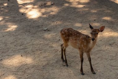 Kahverengi paltolarında küçük beyaz lekeler olan güzel bir geyik yavrusu. Bu küçük geyik, fotoğraf çekildiğinde Nara Park 'ta görülmüş ve turistler tarafından verilen bisküvilerin dağıtımına bakmış..