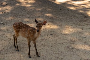 Kahverengi paltolarında küçük beyaz lekeler olan güzel bir geyik yavrusu. Bu küçük geyik, fotoğraf çekildiğinde Nara Park 'ta görülmüş ve turistler tarafından verilen bisküvilerin dağıtımına bakmış..