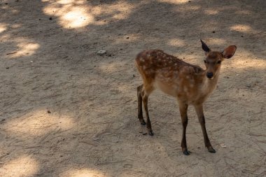 Kahverengi paltolarında küçük beyaz lekeler olan güzel bir geyik yavrusu. Bu küçük geyik, fotoğraf çekildiğinde Nara Park 'ta görülmüş ve turistler tarafından verilen bisküvilerin dağıtımına bakmış..