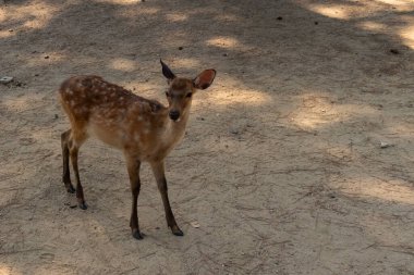 Kahverengi paltolarında küçük beyaz lekeler olan güzel bir geyik yavrusu. Bu küçük geyik, fotoğraf çekildiğinde Nara Park 'ta görülmüş ve turistler tarafından verilen bisküvilerin dağıtımına bakmış..