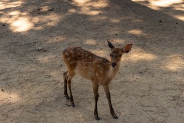 Kahverengi paltolarında küçük beyaz lekeler olan güzel bir geyik yavrusu. Bu küçük geyik, fotoğraf çekildiğinde Nara Park 'ta görülmüş ve turistler tarafından verilen bisküvilerin dağıtımına bakmış..