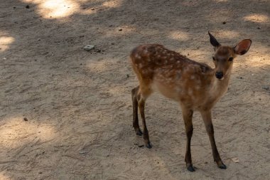 Kahverengi paltolarında küçük beyaz lekeler olan güzel bir geyik yavrusu. Bu küçük geyik, fotoğraf çekildiğinde Nara Park 'ta görülmüş ve turistler tarafından verilen bisküvilerin dağıtımına bakmış..
