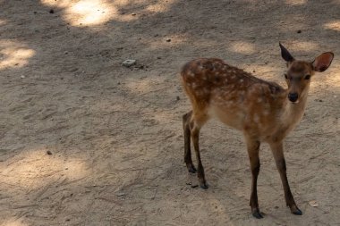 Kahverengi paltolarında küçük beyaz lekeler olan güzel bir geyik yavrusu. Bu küçük geyik, fotoğraf çekildiğinde Nara Park 'ta görülmüş ve turistler tarafından verilen bisküvilerin dağıtımına bakmış..
