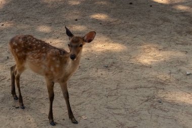 Kahverengi paltolarında küçük beyaz lekeler olan güzel bir geyik yavrusu. Bu küçük geyik, fotoğraf çekildiğinde Nara Park 'ta görülmüş ve turistler tarafından verilen bisküvilerin dağıtımına bakmış..