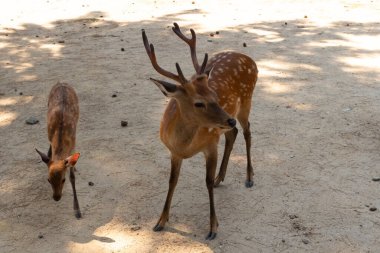 Bu iki güzel Sika geyiği yan yana görülebilir. Boynuzlu geyik sağda. Solda şirin bir yavru geyik var. Bunlar Japonya 'daki Nara Park' ta bulunan kutsal geyikler..