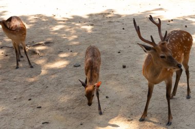 Bu iki güzel Sika geyiği yan yana görülebilir. Boynuzlu geyik sağda. Solda şirin bir yavru geyik var. Bunlar Japonya 'daki Nara Park' ta bulunan kutsal geyikler..