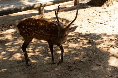 Bu Japonya 'daki Nara Park' ın güzel, kutsal bir geyiği. Bu geyik ya da geyik boynuzlarıyla bize poz veriyor gibi görünüyor. Bu Sika Geyiği 'nin kahverengi vücudunda güzel beyaz noktalar görülebilir..
