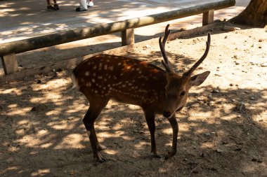 Bu Japonya 'daki Nara Park' ın güzel, kutsal bir geyiği. Bu geyik ya da geyik boynuzlarıyla bize poz veriyor gibi görünüyor. Bu Sika Geyiği 'nin kahverengi vücudunda güzel beyaz noktalar görülebilir..