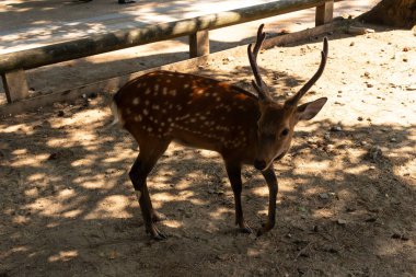 Bu Japonya 'daki Nara Park' ın güzel, kutsal bir geyiği. Bu geyik ya da geyik boynuzlarıyla bize poz veriyor gibi görünüyor. Bu Sika Geyiği 'nin kahverengi vücudunda güzel beyaz noktalar görülebilir..
