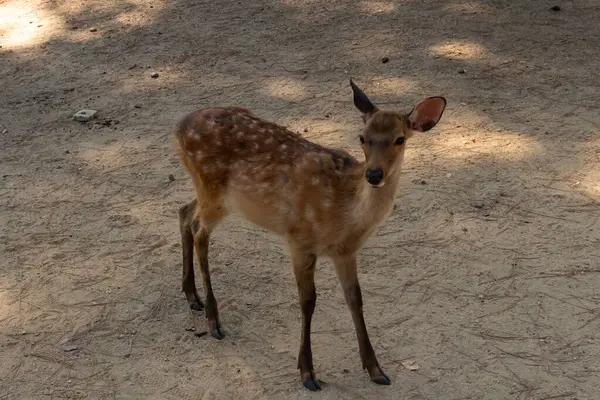 Kahverengi paltolarında küçük beyaz lekeler olan güzel bir geyik yavrusu. Bu küçük geyik, fotoğraf çekildiğinde Nara Park 'ta görülmüş ve turistler tarafından verilen bisküvilerin dağıtımına bakmış..
