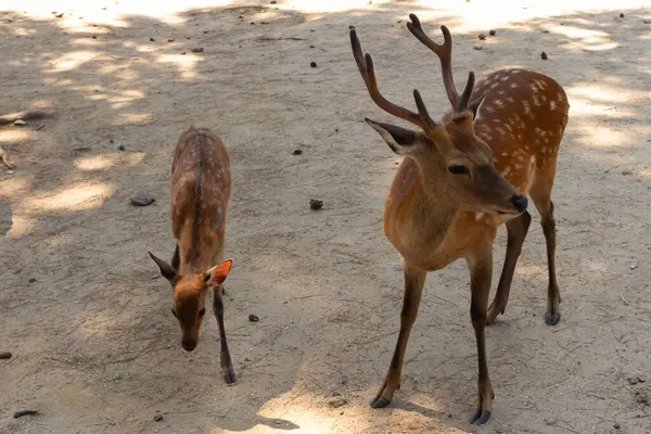 Bu iki güzel Sika geyiği yan yana görülebilir. Boynuzlu geyik sağda. Solda şirin bir yavru geyik var. Bunlar Japonya 'daki Nara Park' ta bulunan kutsal geyikler..