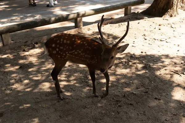 Bu Japonya 'daki Nara Park' ın güzel, kutsal bir geyiği. Bu geyik ya da geyik boynuzlarıyla bize poz veriyor gibi görünüyor. Bu Sika Geyiği 'nin kahverengi vücudunda güzel beyaz noktalar görülebilir..