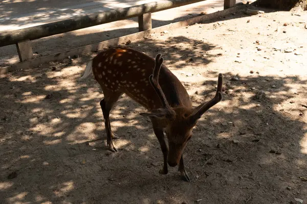 Bu Japonya 'daki Nara Park' ın güzel, kutsal bir geyiği. Bu geyik ya da geyik boynuzlarıyla bize poz veriyor gibi görünüyor. Bu Sika Geyiği 'nin kahverengi vücudunda güzel beyaz noktalar görülebilir..