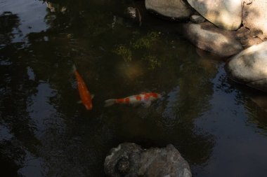 Bu suda yüzen koi balıklarının renklerini çok seviyorum. Bu süs sazanları suyun dalgalanmalarının altında izlemek için oldukça güzeller. Bu fotoğraf Japonya 'da çekildi..