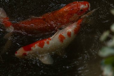 Bu suda yüzen koi balıklarının renklerini çok seviyorum. Bu süs sazanları suyun dalgalanmalarının altında izlemek için oldukça güzeller. Bu fotoğraf Japonya 'da çekildi..