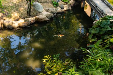 Canlı turuncu ve beyaz koi balıkları, yemyeşil eğrelti otları ve kayalık kenarlarla çevrili koyu, yansıtıcı bir gölette zarifçe yüzerler. Suyun yüzeyi gökyüzünü ve ahşap bir yapıyı yansıtır. Huzurlu ve pitoresk bir bahçe sahnesi yaratır..