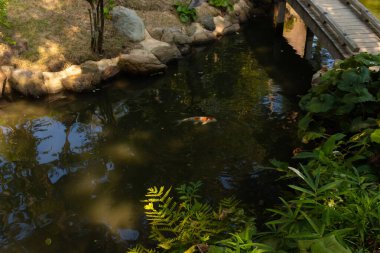 Canlı turuncu ve beyaz koi balıkları, yemyeşil eğrelti otları ve kayalık kenarlarla çevrili koyu, yansıtıcı bir gölette zarifçe yüzerler. Suyun yüzeyi gökyüzünü ve ahşap bir yapıyı yansıtır. Huzurlu ve pitoresk bir bahçe sahnesi yaratır..