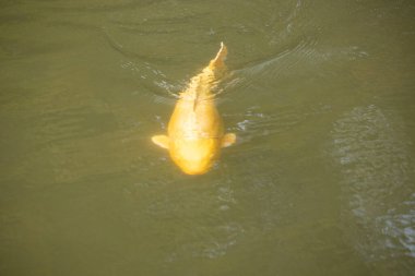 Bu güzel sarı koi balığı burada suda yüzerken görülmüş. Dekoratif sazan birçok Japon ya da Asya tipi bahçelerde popülerdir. Göze çarpan parlak altın rengi.