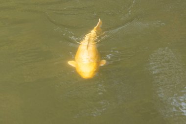 Bu güzel sarı koi balığı burada suda yüzerken görülmüş. Dekoratif sazan birçok Japon ya da Asya tipi bahçelerde popülerdir. Göze çarpan parlak altın rengi.