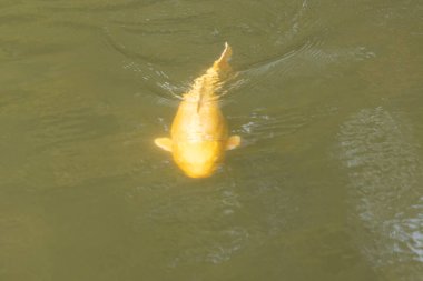 Bu güzel sarı koi balığı burada suda yüzerken görülmüş. Dekoratif sazan birçok Japon ya da Asya tipi bahçelerde popülerdir. Göze çarpan parlak altın rengi.