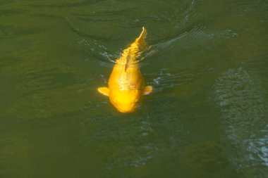 Bu güzel sarı koi balığı burada suda yüzerken görülmüş. Dekoratif sazan birçok Japon ya da Asya tipi bahçelerde popülerdir. Göze çarpan parlak altın rengi.