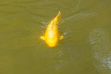 Bu güzel sarı koi balığı burada suda yüzerken görülmüş. Dekoratif sazan birçok Japon ya da Asya tipi bahçelerde popülerdir. Göze çarpan parlak altın rengi.