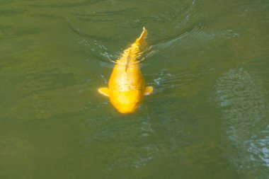 Bu güzel sarı koi balığı burada suda yüzerken görülmüş. Dekoratif sazan birçok Japon ya da Asya tipi bahçelerde popülerdir. Göze çarpan parlak altın rengi.