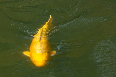 Bu güzel sarı koi balığı burada suda yüzerken görülmüş. Dekoratif sazan birçok Japon ya da Asya tipi bahçelerde popülerdir. Göze çarpan parlak altın rengi.