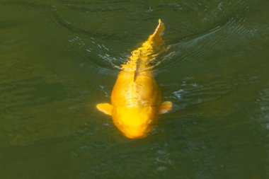Bu güzel sarı koi balığı burada suda yüzerken görülmüş. Dekoratif sazan birçok Japon ya da Asya tipi bahçelerde popülerdir. Göze çarpan parlak altın rengi.