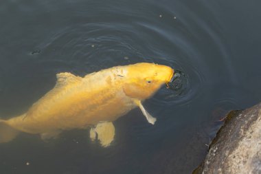 Bu güzel sarı koi balığı burada suda yüzerken görülmüş. Dekoratif sazan birçok Japon ya da Asya tipi bahçelerde popülerdir. Göze çarpan parlak altın rengi.