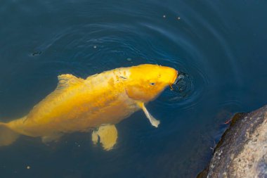 Bu güzel sarı koi balığı burada suda yüzerken görülmüş. Dekoratif sazan birçok Japon ya da Asya tipi bahçelerde popülerdir. Göze çarpan parlak altın rengi.