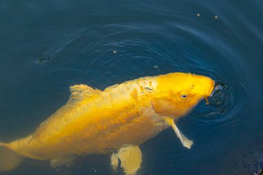 Bu güzel sarı koi balığı burada suda yüzerken görülmüş. Dekoratif sazan birçok Japon ya da Asya tipi bahçelerde popülerdir. Göze çarpan parlak altın rengi.