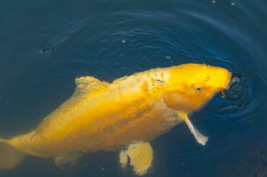 Bu güzel sarı koi balığı burada suda yüzerken görülmüş. Dekoratif sazan birçok Japon ya da Asya tipi bahçelerde popülerdir. Göze çarpan parlak altın rengi.