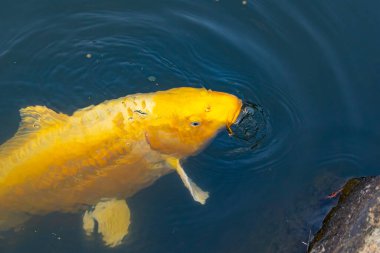 Bu güzel sarı koi balığı burada suda yüzerken görülmüş. Dekoratif sazan birçok Japon ya da Asya tipi bahçelerde popülerdir. Göze çarpan parlak altın rengi.