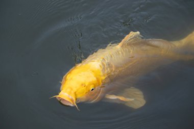 Bu güzel sarı koi balığı burada suda yüzerken görülmüş. Dekoratif sazan birçok Japon ya da Asya tipi bahçelerde popülerdir. Göze çarpan parlak altın rengi.